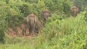 Gajah Lampung