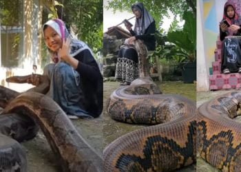 Gadis Pelihara Ular Piton