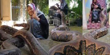 Gadis Pelihara Ular Piton