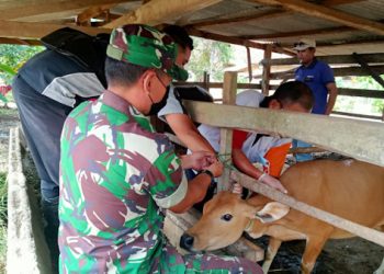 Hewan Ternak di Lampung Timur Mulai di Vaksin, Ini Kriterianya