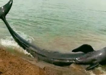 Ikan Paus Hitam Terdampar di Pesisir Pantai Lampung Timur.