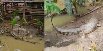 Buaya incar sapi di Lampung