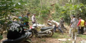 Harimau Mangsa Ternak di Lampung Barat