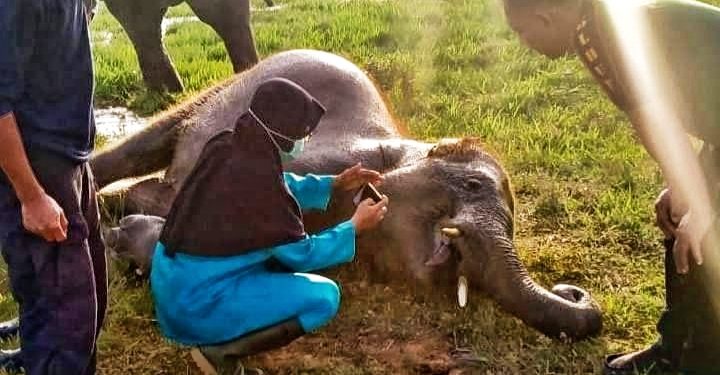 Se Ekor Anak Gajah Mati di Pusat Latihan Gajah TNWK