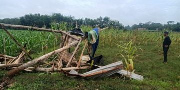 Gajah liar mengamuk di Lampung Timur