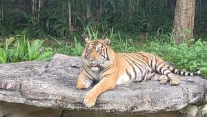 Kandang harimau Lembah Hijau Lampung