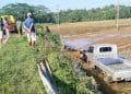 Suzuki Carry Tabrak Pengemudi Sepeda hingga Terjun ke Sawah di Lampung Timur