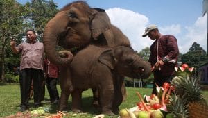 Ulang tahun gajah Rawana saat Hari Gajah Sedunia di Lembah Hijau Lampung