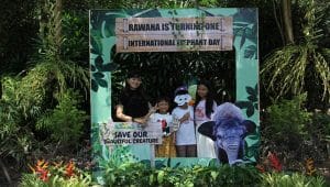 Momen ulang tahun gajah Rawana saat hari Gajah Sedunia di Lembah Hijau Lampung 