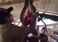 Ular piton mangsa 7 ayam di Lampung Selatan